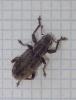 Sitona sp.